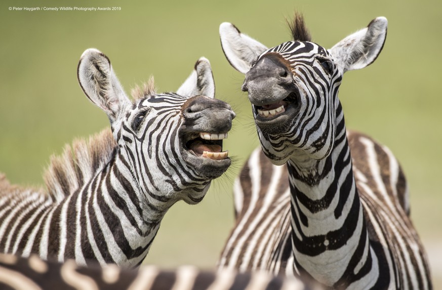 The Comedy Wildlife Photography Awards 2019Peter HaygarthBishop AucklandUnited KingdomPhone: 07548308000Email: peterhaygarth@hotmail.comTitle: Laughing ZebraDescription: 2 Zebra were playing to ...