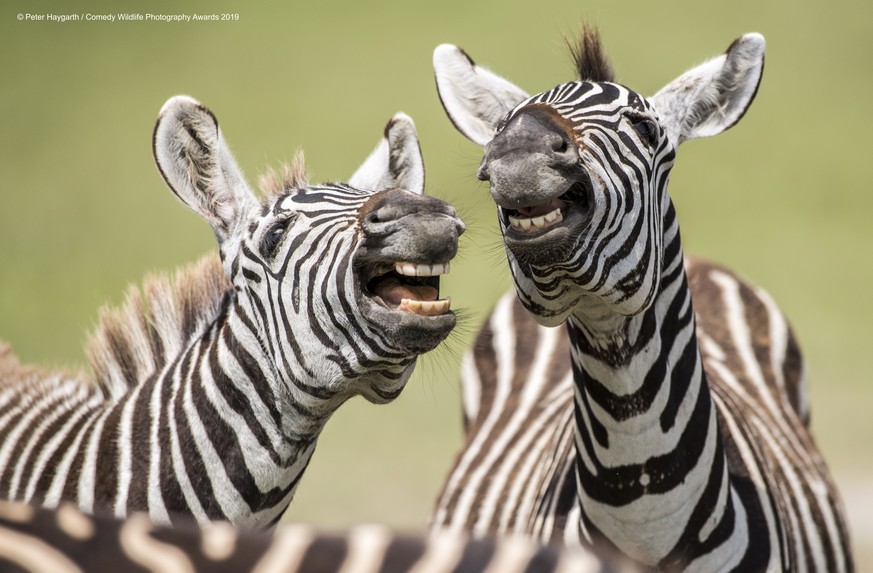 The Comedy Wildlife Photography Awards 2019
Peter Haygarth
Bishop Auckland
United Kingdom
Phone: 07548308000
Email: peterhaygarth@hotmail.com
Title: Laughing Zebra
Description: 2 Zebra were playing to ...