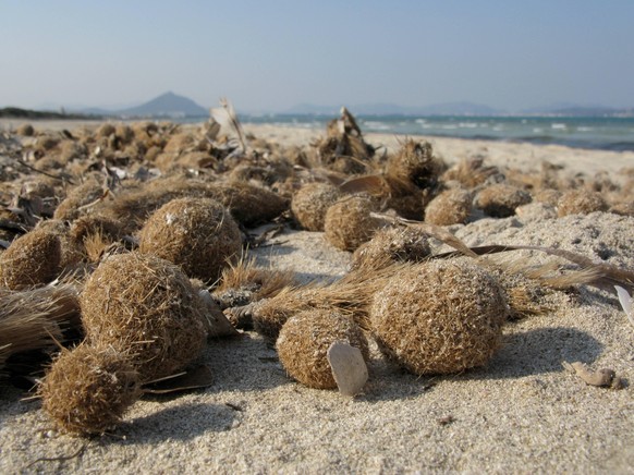 Bildnummer: 59448393 Datum: 05.05.2012 Copyright: imago/blickwinkel
Neptunsgras, Neptungras, Poseidonsgras, Poseidongras (Posidonia oceanica), Spuelsaum mit Seebaellen, Spanien, Balearen, Mallorca, A ...