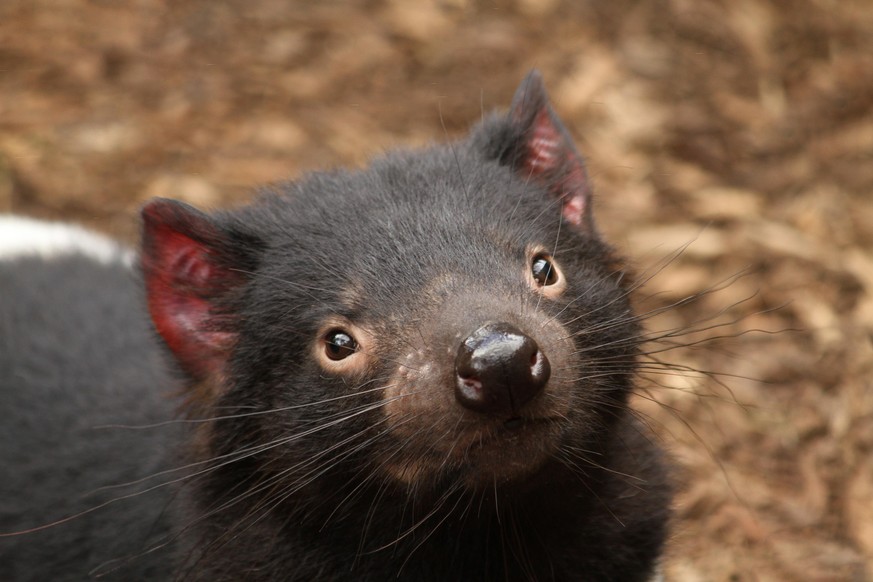Die roten Ohren sind charakteristisch für den Tasmanischen Teufel, der nun auf das australische Festland zurückgekehrt ist.