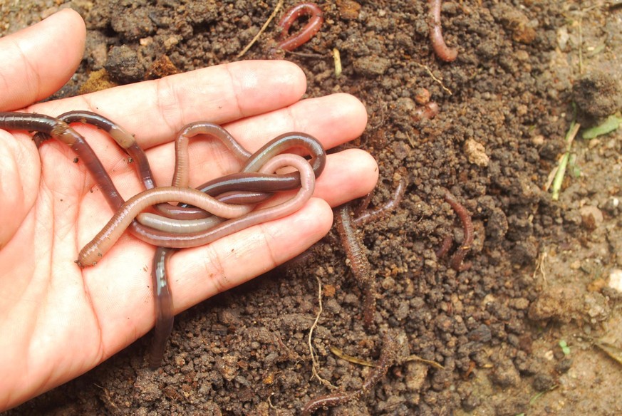 Earthworm fertilizer for agriculture to nourish the soil.