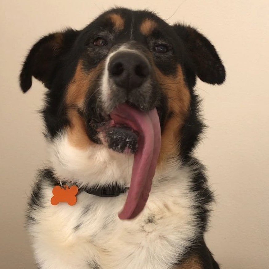 Dieser Hund hat keinen Durst - das steckt wirklich hinter seiner langen Zunge