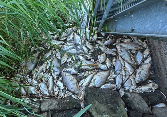 Die toten Fische wurden an die Wasseroberfläche gespült.