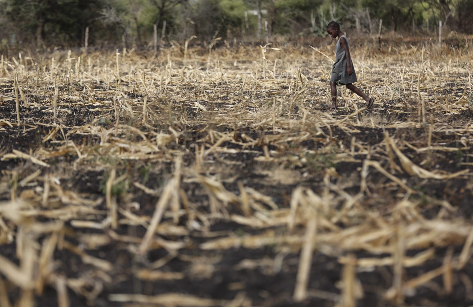 ARCHIV - SYMBOLBILD - Ein Mädchen läuft über ein verdorrtes Maisfeld bei Kitui County im Südosten Kenias, 22. März 2015. Klimawandel bedeutet für einige Regionen: Es wird heißer und trockener, auf den ...