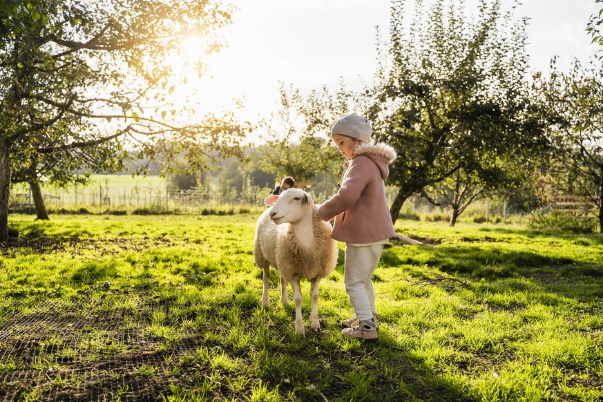 Cute girl stroking sheep in farm model released Symbolfoto DIGF16569
