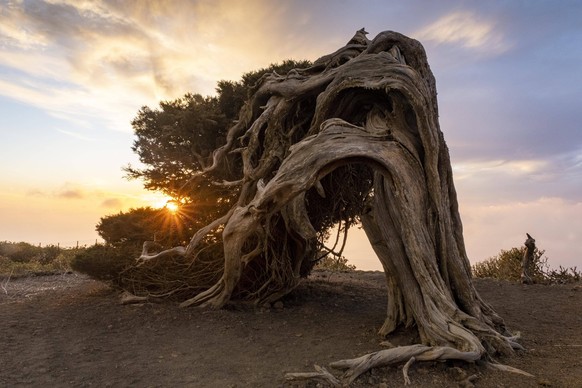 Wacholderbaum, bei Sonnenuntergang, El Sabinar, El Hierro, Kanarische Inseln, Spanien, Europa *** Juniper tree, at sunset, El Sabinar, El Hierro, Canary Islands, Spain, Europe Copyright: imageBROKER/S ...