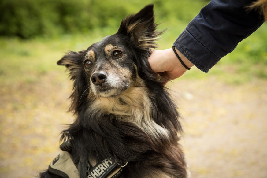 ILLUSTRATION - Zum Themendienst-Bericht von Silvia Hartwig vom 19. Oktober 2022: Ohne den Besitzer zu fragen, sollte man nicht einfach einen Hund streicheln. Foto: Christin Klose/dpa-tmn - Honorarfrei ...