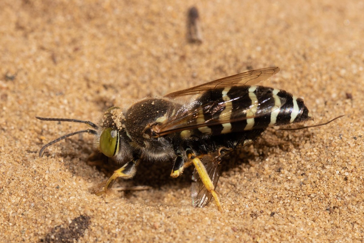 Geschnäbelte Kreiselwespe auf Sandboden sitzend links sehend *** Geschnäbelte gyro wasp at Sandy soil sitting left seeing Copyright: imageBROKER/LudwigxWerle ibxluw09054910.jpg Bitte beachten Sie die  ...