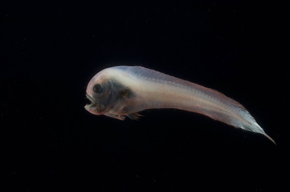 Die Haut der Scheibenbäuche ist schuppenlos und schleimig, im Englischen nennt man die Tiere “snailfish” (Schneckenfisch).
