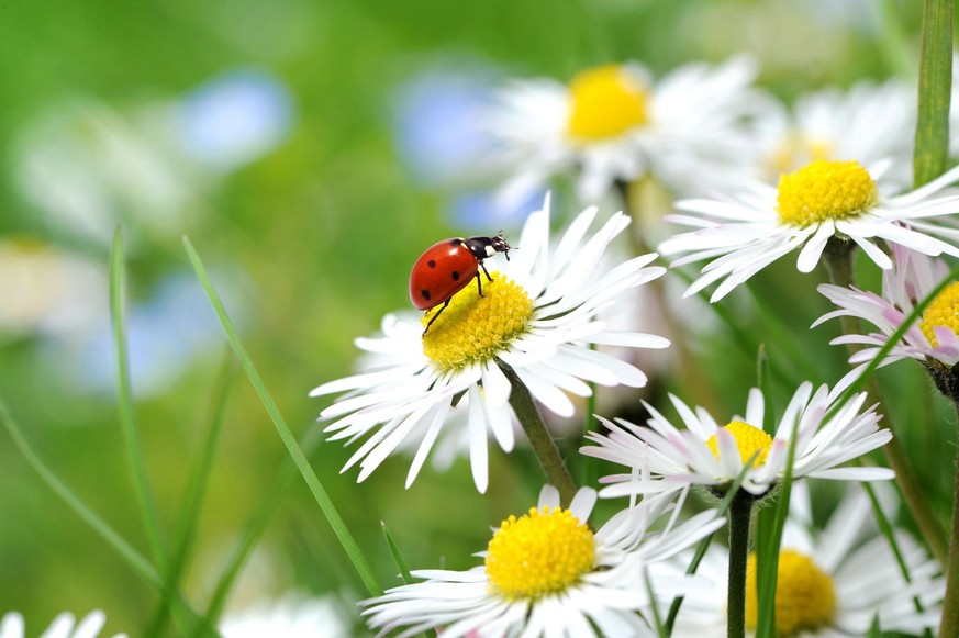 Insekten statt Chemie: Regenwürmer, Marienkäfer und Bienen sind die besseren Gartenhelfer!