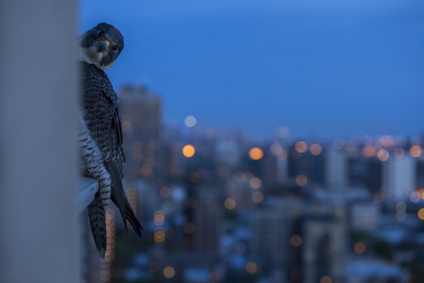 At dusk each evening, Linda, the female would fly into roost on the corner of the balcony with the city lights beyond her twinkling.