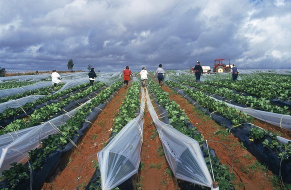 Strawberry fields, Cartaya. Huelva province, Andalusia, Spain