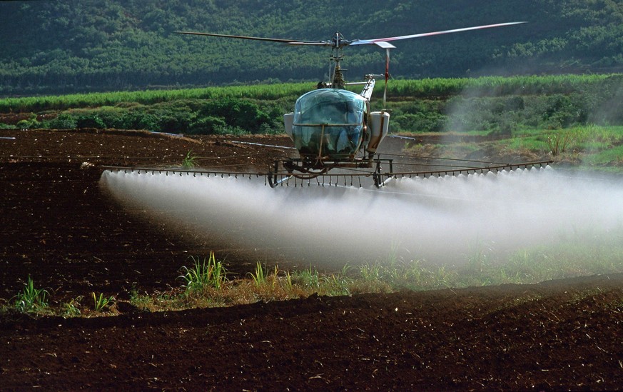 Zuckerrohr (Saccharum officinarum), Pestizideinsatz mit dem Hubschrauber ueber auf einer Zuckerrohrplantage auf Kaua&#039;i, USA, Hawaii, Kauai | sugar cane (Saccharum officinarum), helicopter sprayin ...