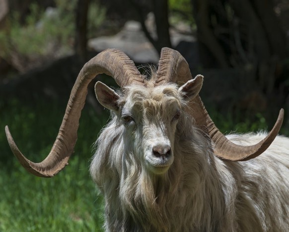 April 17, 2018 - Hami, Hami, China - Hami, CHINA-17th April 2018: Argali sheep in Hami, northwest China&#039;s Xinjiang. The argali, or the mountain sheep (species Ovis ammon) is a wild sheep that roa ...