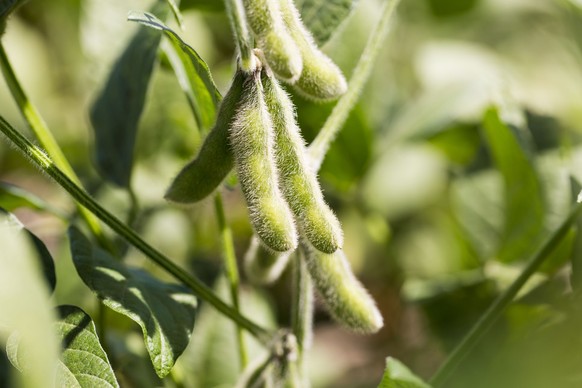 Soybeans in the pod - Brazil