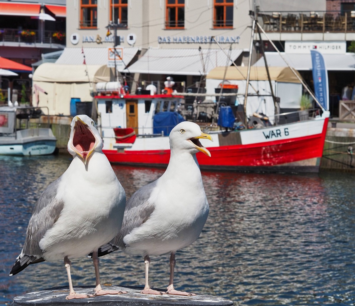 Hunger - Möwen fordern Fischbrötchen und Eis - 25.06.2019 - Warnemünde: In Warnemünde ist das Füttern von Möwen verboten. Es droht ein Bußgeld bis zu 5 000 Euro. Doch die Möwen am Alten Strom schnappe ...