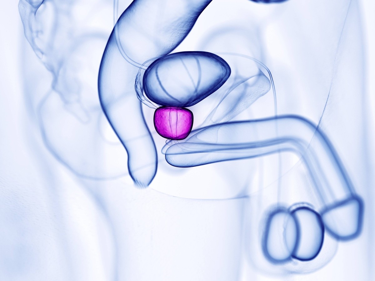 Prostate, illustration Prostate, illustration. *** Prostate, illustration Prostate, illustration PUBLICATIONxINxGERxSUIxHUNxONLY SEBASTIANxKAULITZKI/SCIENCExPHOTOxLIBRARY F029/5507