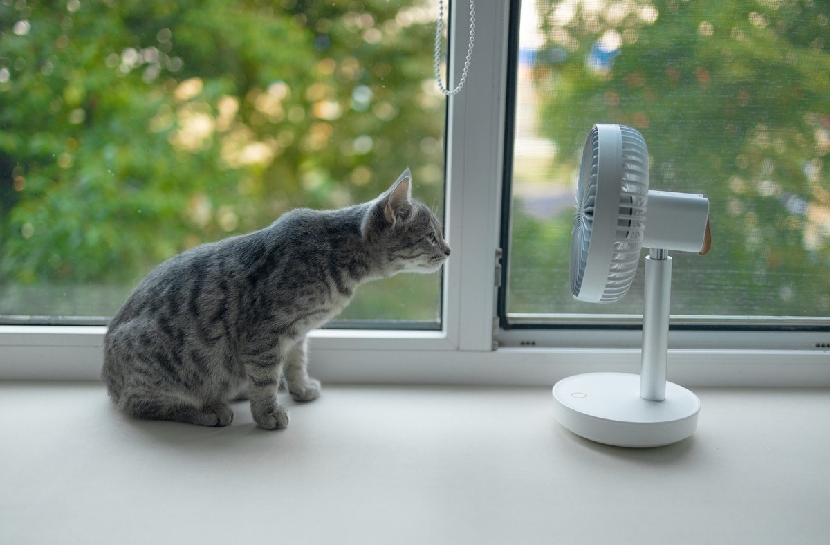 Cute fluffy cat enjoying air flow from portable electric fan on the windowsill on hot summer day