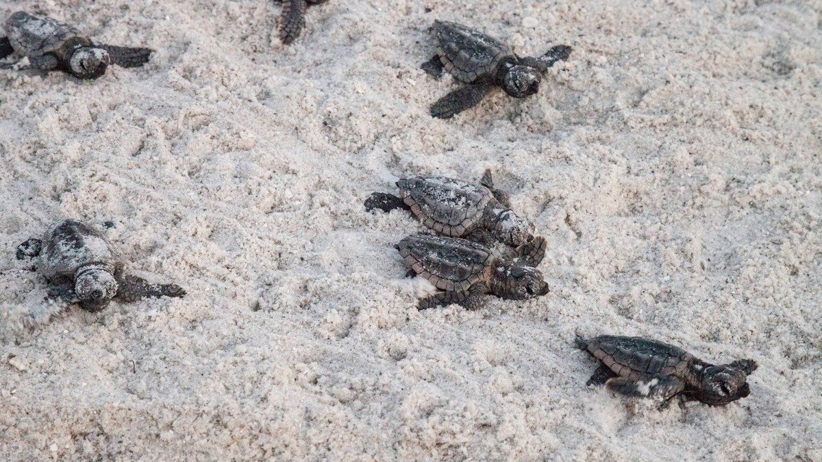 Thailand: Schildkröten-Sensation an beliebtem Urlaubsstrand
