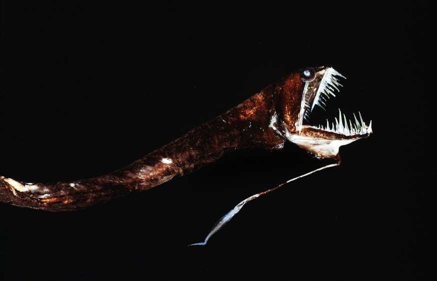 Ribbon sawtail fish, Idiacanthus fasciola. Portugal PUBLICATIONxINxGERxSUIxAUTxONLY Copyright: PauloxDixOliviera 12692726