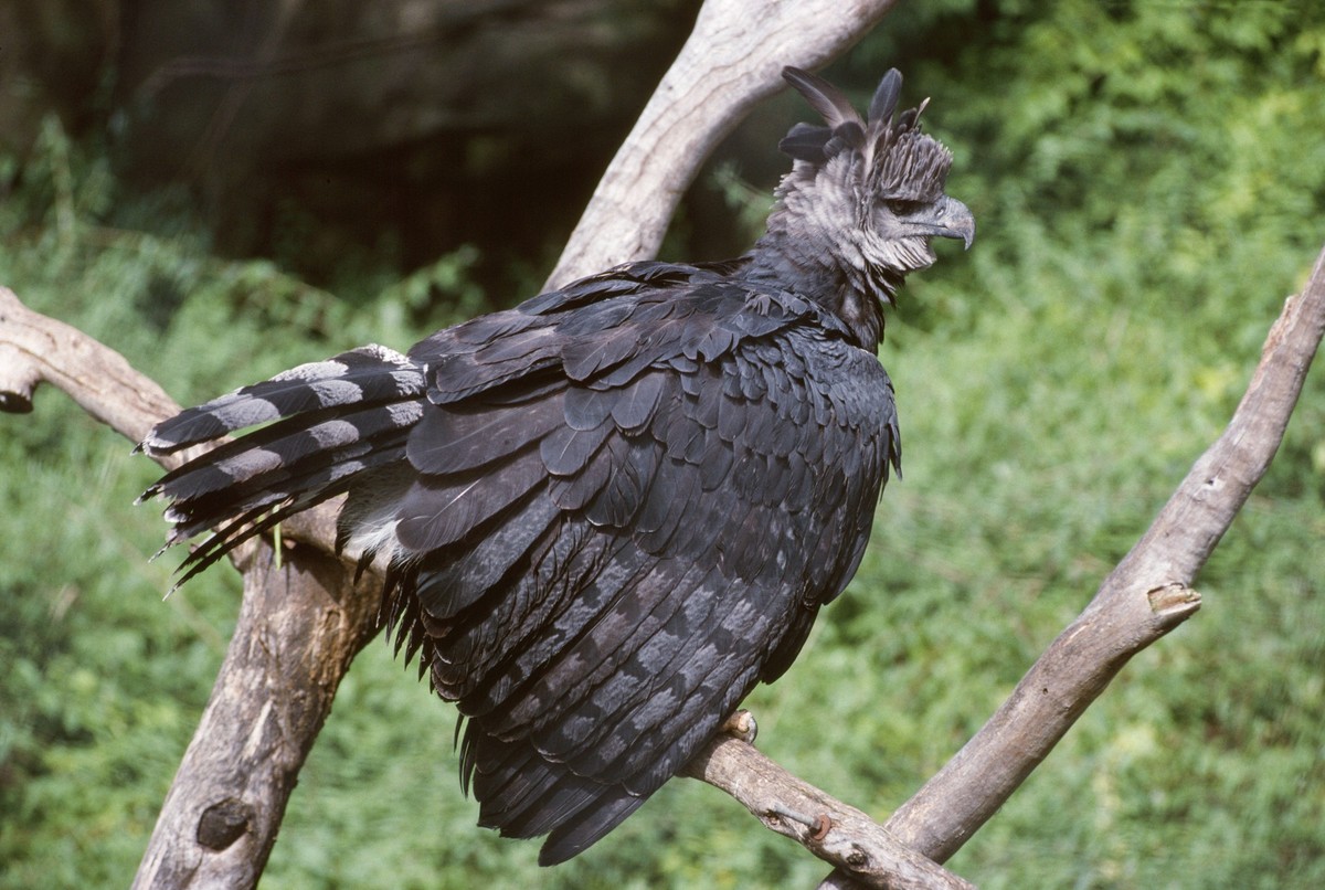 Harpy EAGLE - fluffed up showing aggression Harpia haryja. South Mexico to Argentina. PUBLICATIONxINxGERxSUIxAUTxONLY Copyright: KennethxWxFink 10853475