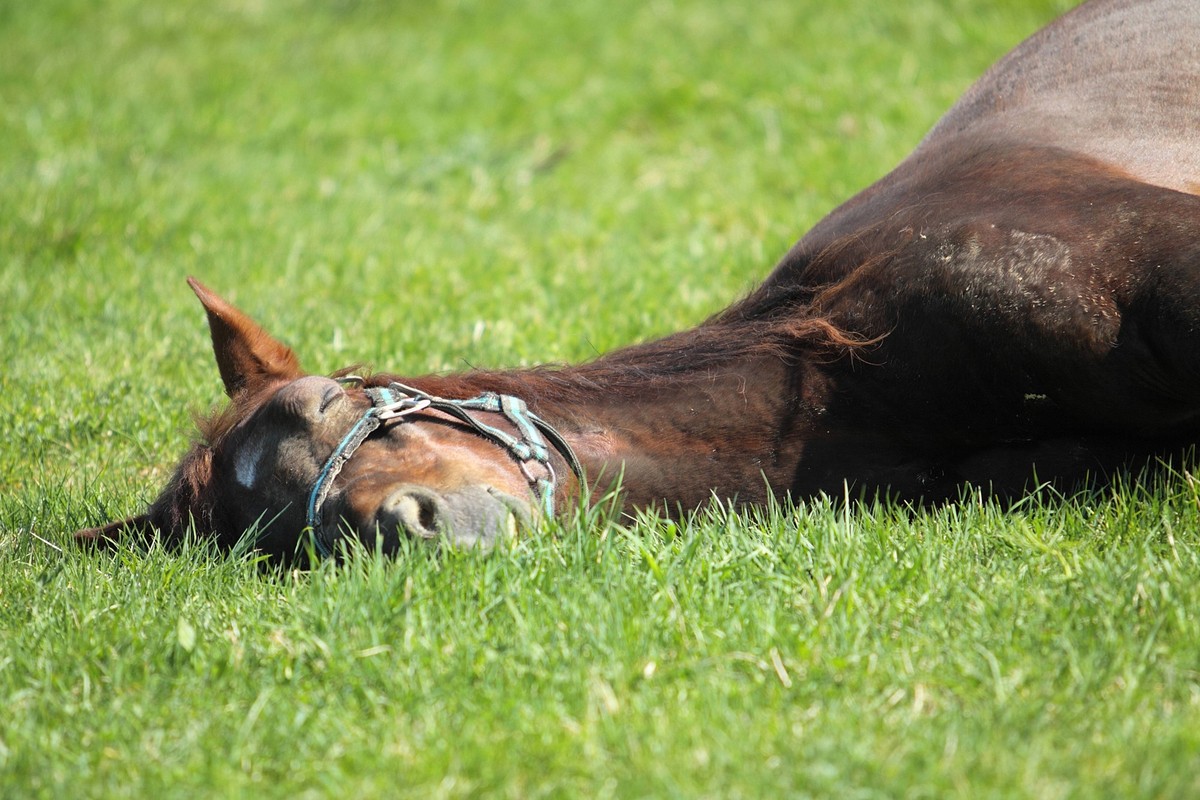 Horse sleeps in the summer eadow , 5797920.jpg, animal, beautiful, beauty, equestrian, equine, farm, field, grass, hoof, horse, mammal, liberty, mane, meadow, nature, outdoors, pasture, ranch, rural, ...