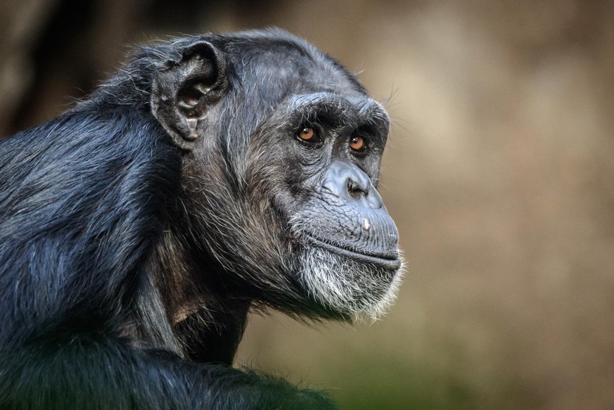 Portrait of sitting and relaxing chimpanzee .