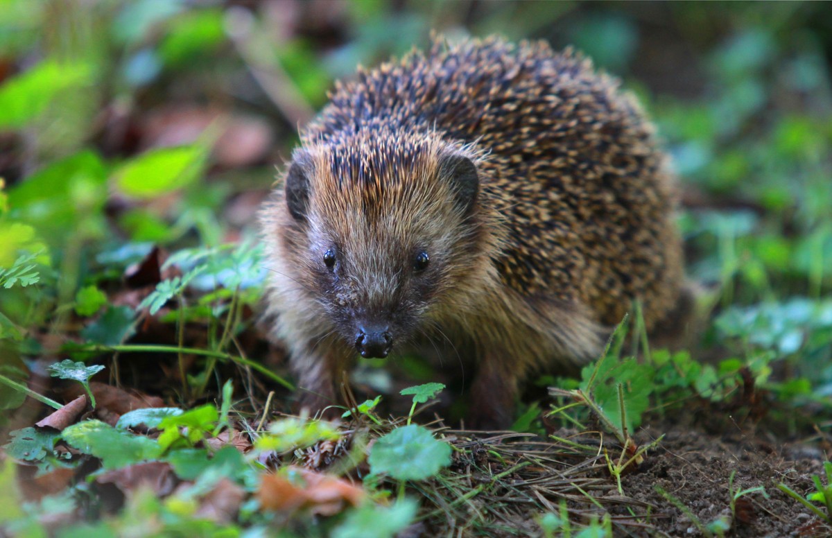 ARCHIV - 09.09.2012, Bayern, Kaufbeuren: Igel finden derzeit wegen der Trockenheit nur wenig Nahrung. Seine Lieblingsspeise sind Regenwürmer. Doch die haben sich in tiefere, feuchte Bodenschichten ver ...