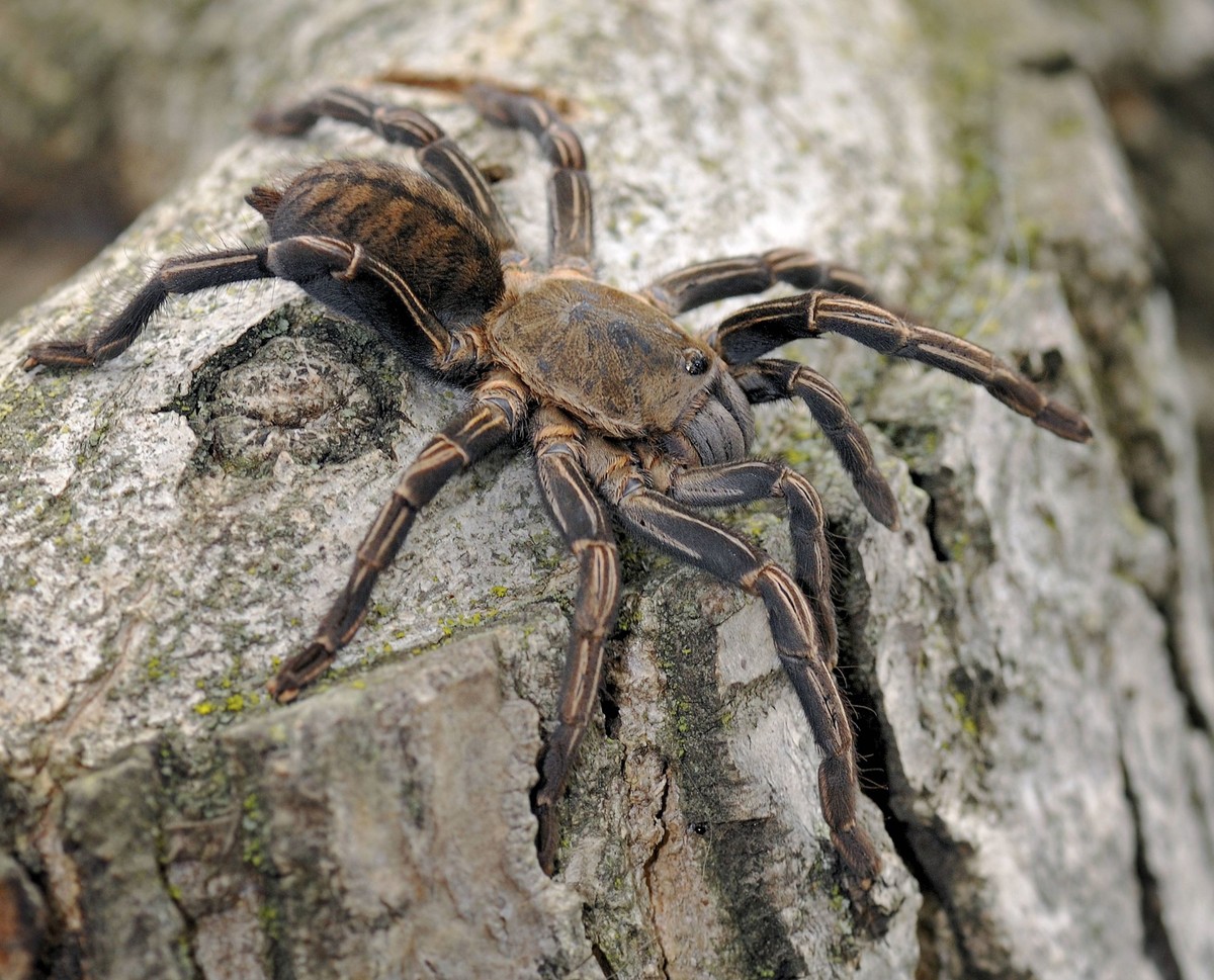Gestreifte Thai-Vogelspinne Delikatesse Kambodscha gebratene frittierte Spinne