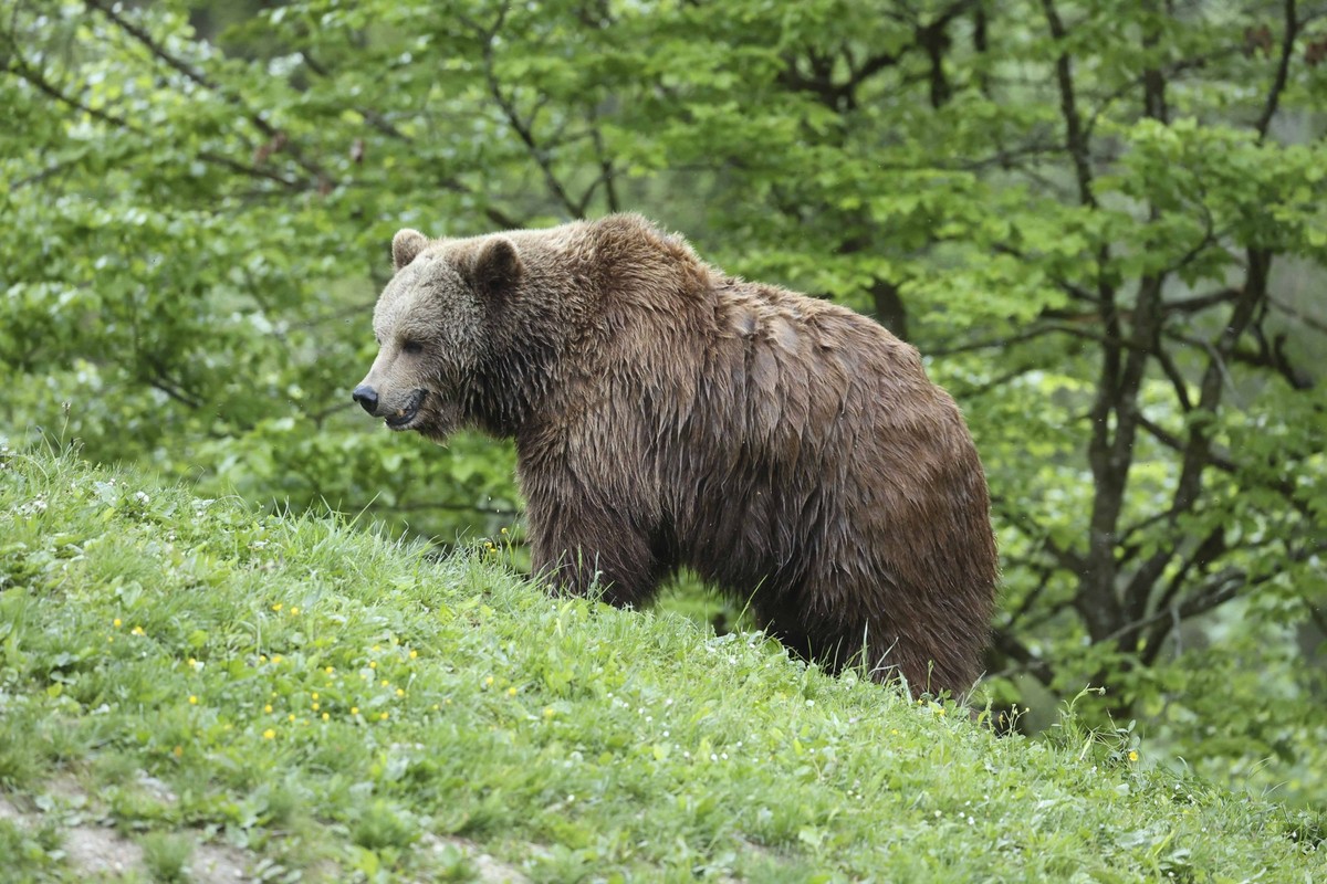 12.05.2024, Gruenau im Almtal, AUT, Unterwegs in Oberösterreich, Fototermin,Verschiedene Themenbilder, Themenbild, Reportage, ARCHIVFOTO, TIERE, im Bild Bär, Baer, Ein Bärenpärchen Fortplanzung, Wiese ...