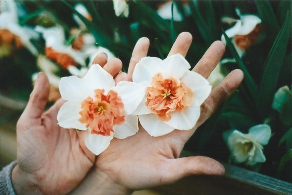 So sehen die Blumen aus, die in der Mayda Blumenfarm entstanden sind