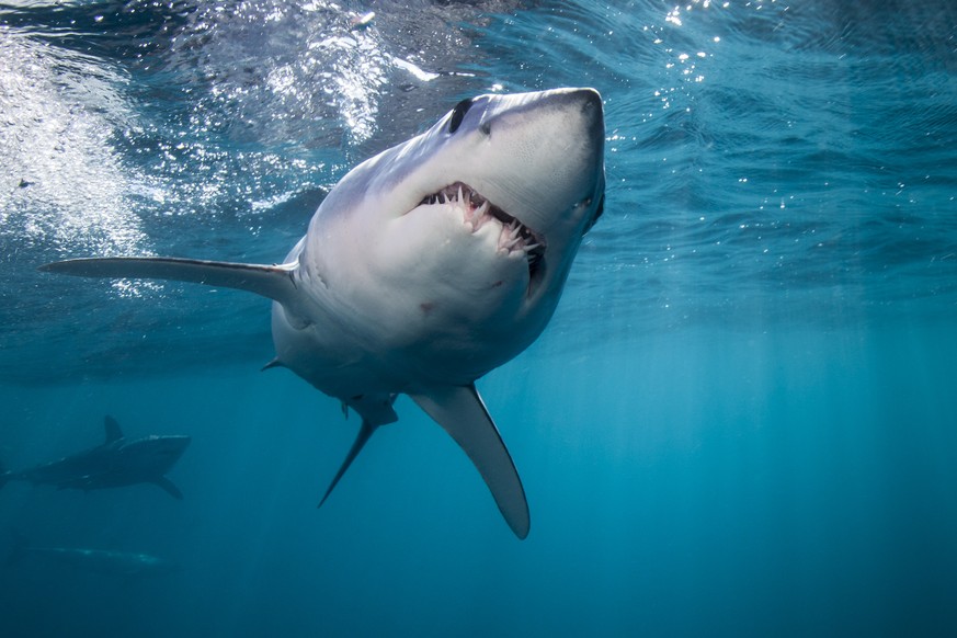 Shortfin mako shark Isurus oxyrinchus head on just below surface, another in background, off the West Coast of Auckland, New Zealand, February PUBLICATIONxINxGERxSUIxAUTxONLY 1553873 RichardxRobinson