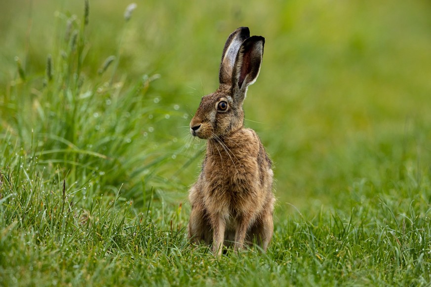 A wild brown hare on a meadow