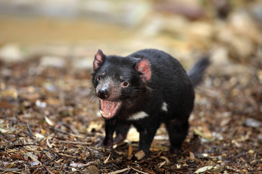 Die Tasmanischen Teufel kommunizieren über lautes Geschrei miteinander.