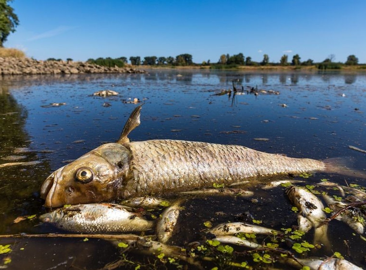 ARCHIV - 11.08.2022, Brandenburg, Brieskow-Finkenheerd: Ein verendeter Döbel und andere tote Fische schwimmen in der Oder bei Brieskow-Finkenheerd. In der Oder war es zu einem massiven Fischsterben ge ...