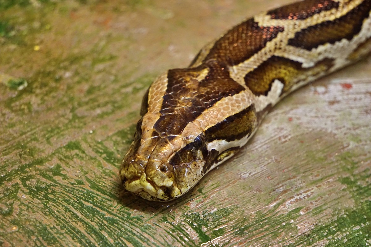 Tigerpython Python molurus *** Tiger python Python molurus 1053701020
