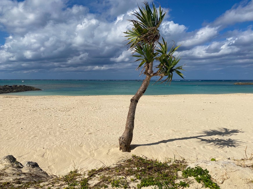 Lonely palm on the empty Uza beach after season, Yomitan, Okinawa, Japan Model Released Property Released xkwx Japan Uza Uza beach Yomitan beach blue calm coast gorgeous holiday lonely no people ocean ...