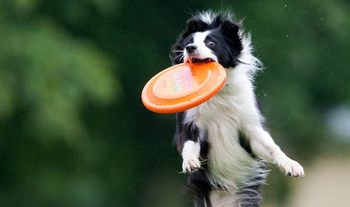 ARCHIV - Hoher Bewegungsdrang: Für Sportskanonen ist der Border Collie der ideale Hund. (zu dpa: «Für Familien, Sportler oder Ältere: Welcher Hund passt?») Foto: Lukas Schulze/dpa/dpa-tmn - Honorarfre ...