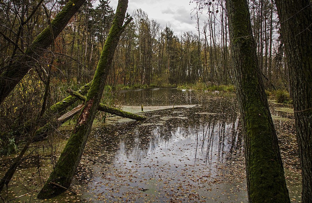SELCHOW, GERMANY - OCTOBER 28: A lake in 'Torfbusch', a landscape conservation area as pictured on October 28, 2013 in Selchow, Germany. (Photo by Thomas Trutschel/Photothek via Getty Images ...