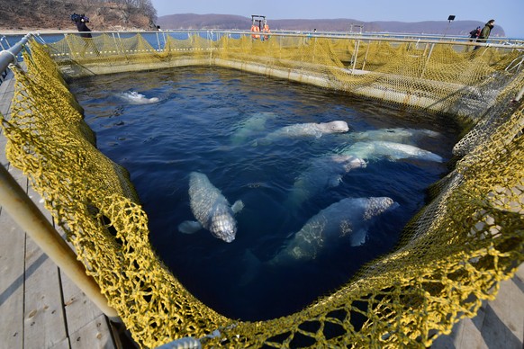 PRIMORYE TERRITORY, RUSSIA - MARCH 1, 2019: Belugas in a pool in the marine animals adaptation centre where illegally caught 11 orcas and 90 belugas that were to be sold to Chinese amusement parks are ...