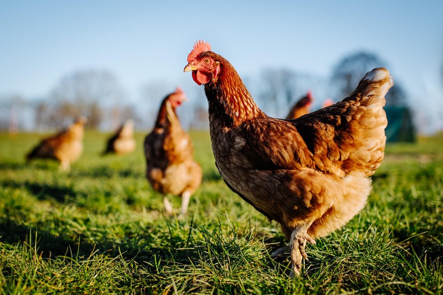 Chicken or hen on a green meadow. Selective sharpness. Several chickens out of focus in the background