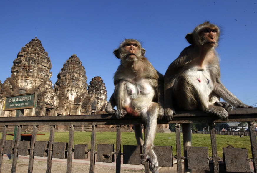 November 24, 2019, Bangkok, Lopburi, Thailand: Monkeys look on during the 31st annual Monkey Buffet Festival at the Phra Prang Sam Yot temple in Lopburi province, north of Bangkok, Thailand. Bangkok T ...