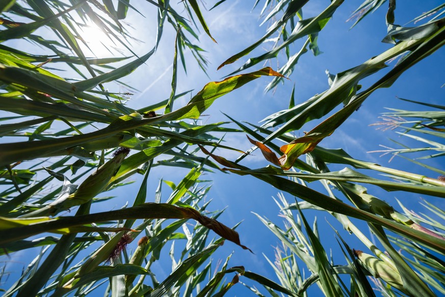 04.08.2022, Bayern, Ebing: Die Sonne scheint auf ein Maisfeld. Die anhaltende Trockenheit ist ein Problem f