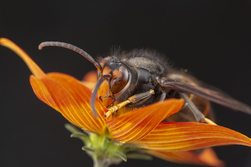 Real Vespa Velutina or assian wasp Macro Barcelona, CT, Spain PUBLICATIONxINxGERxSUIxAUTxONLY CR_EDGO200703C-441645-01