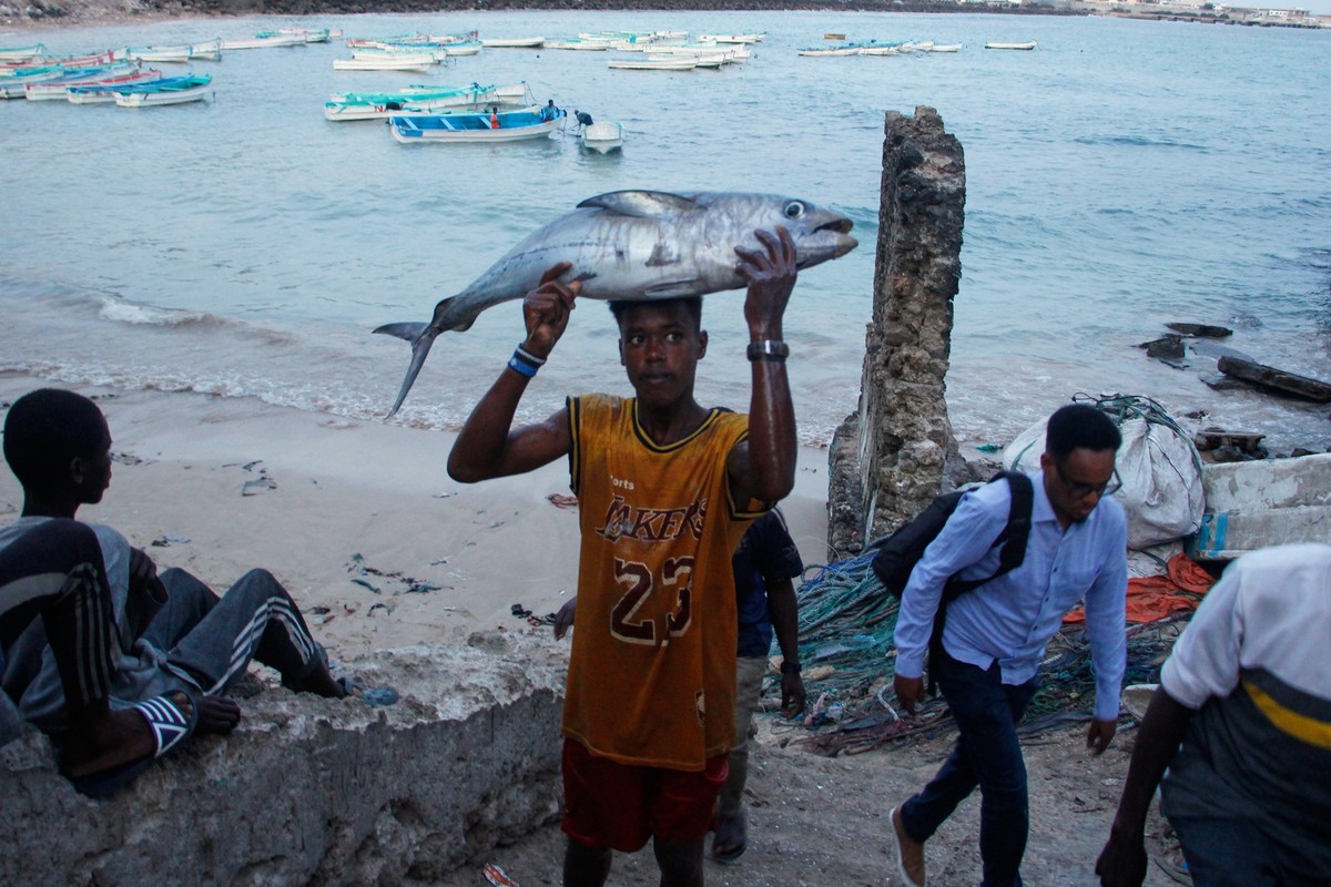 A fisherman carries a tuna fish to the market in Mogadishu, Somalia Thursday, Nov. 6, 2025. (AP Photo/Farah Abdi Warsameh)