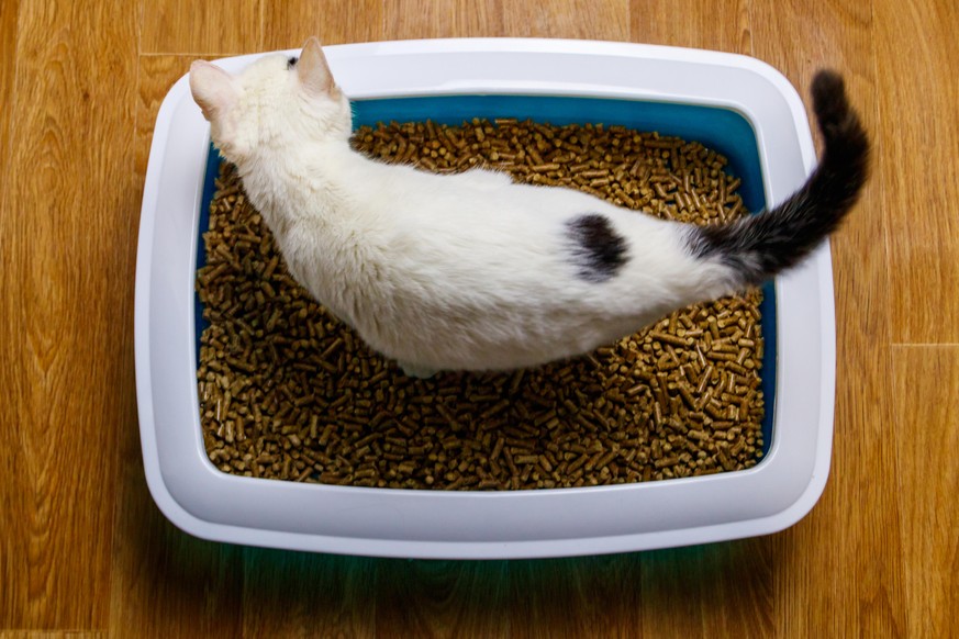 White cat in cat's litter box