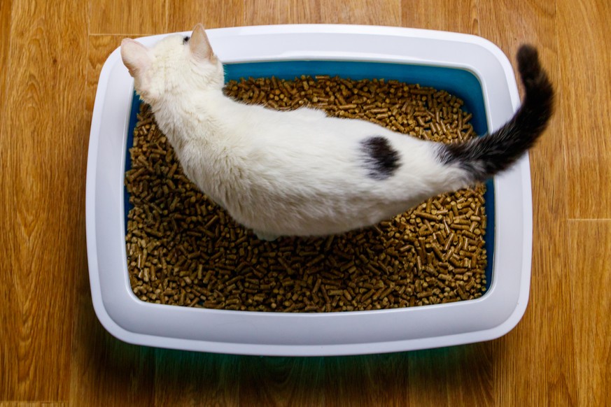 White cat in cat&#039;s litter box