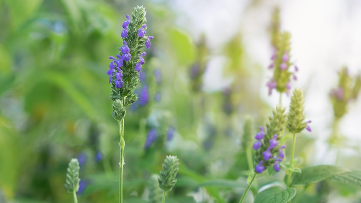 Salvia hispanica flowers, known as Chia, a healthy food plant with purple flowers from the mint family, Lamiaceae growing in garden