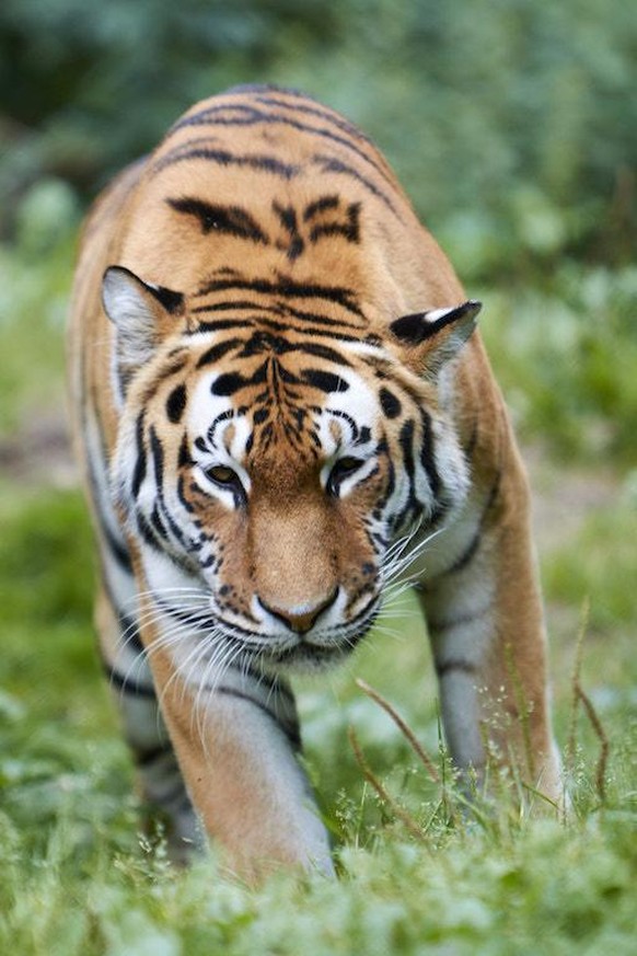 Erschreckt gerne Besucherinnen und Besucher: ein Tiger des Schweriner Zoos.