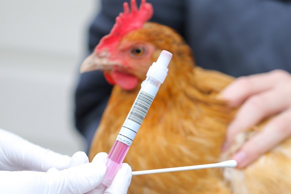 Frankenberg, Deutschland 05. Dezember 2020: Ein Testset fuer einen Abstrich zur Untersuchung auf Vogelgrippe wird von einer Hand mit Gummihandschuhen gehalten, im Hintergrund haelt eine weitere Person ...